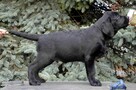 Prawdziwy „champion” czarny Labrador z rodowodem FCI - 2
