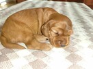 Cocker spaniel angielski - 8