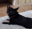 Chihuahua ZkwP FCI Reproduktor - 8