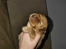 Cocker spaniel angielski - 3