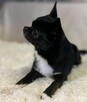 Chihuahua ZkwP FCI Reproduktor - 6