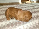 Cocker spaniel angielski - 7