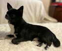 Chihuahua ZkwP FCI Reproduktor - 5