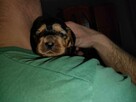 Cocker spaniel angielski - 10