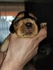 Cocker spaniel angielski - 9