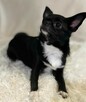 Chihuahua ZkwP FCI Reproduktor - 4