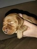 Cocker spaniel angielski - 6
