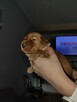 Cocker spaniel angielski - 5
