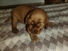Cocker spaniel angielski - 4