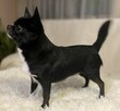 Chihuahua ZkwP FCI Reproduktor - 2