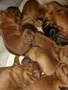 Cocker spaniel angielski - 11