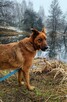 AMBER młoda wesoła proludzka sunia czeka na wymarzony dom - 9