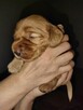 Cocker spaniel angielski - 14