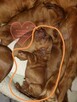 Cocker spaniel angielski - 2