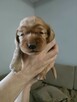Cocker spaniel angielski - 13