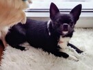 Chihuahua ZkwP FCI Reproduktor - 7