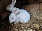 Sprzedam króliki mieszańce - 4