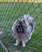 Szpic wilczy keeshond - 4