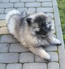 Szpic wilczy keeshond - 2