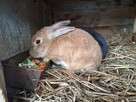 Sprzedam króliki mieszańce - 5