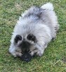 Szpic wilczy keeshond - 8