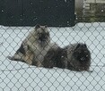 Szpic wilczy keeshond - 12