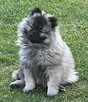 Szpic wilczy keeshond - 9