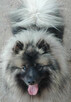 Szpic wilczy keeshond - 1