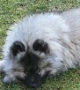 Szpic wilczy keeshond - 7