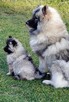 Szpic wilczy keeshond - 3