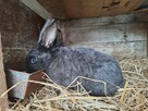 Sprzedam króliki mieszańce - 2