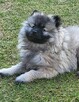 Szpic wilczy keeshond - 6