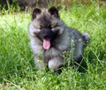 Szpic wilczy keeshond - 11