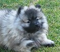 Szpic wilczy keeshond - 10