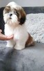 Shih Tzu szczenięta z rodowodem FCI/ZKwP - 2