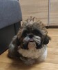 Śliczny piesek Shih TZU - 2