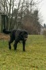 FADO - piękny pies w typie wyżła szuka domu !! - 4