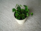 Mulenbekia – piękna zdrowa roślinka ozdobna - 3