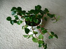 Mulenbekia – piękna zdrowa roślinka ozdobna - 2