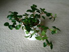 Mulenbekia – piękna zdrowa roślinka ozdobna - 6