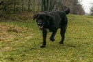 Fado w typie wyżła do adopcji - 3