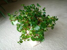 Mulenbekia – piękna zdrowa roślinka ozdobna - 8