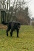 Fado w typie wyżła do adopcji - 4