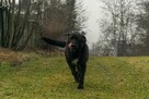 FADO - piękny pies w typie wyżła szuka domu !! - 3