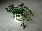 Mulenbekia – piękna zdrowa roślinka ozdobna - 5
