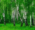 Sprzedaż hurtowa Liście brzozy od producenta - 2