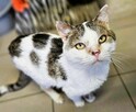 STAŚ - porzucony kotek senior szuka domu - 3