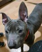 Oddam psa rasy amstaff - 2