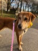 SCOOBY 10-miesięczny w typie labladora ! Pokochaj go - 2