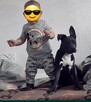 Oddam psa rasy amstaff - 3